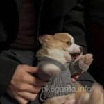 Avatar of Zubair Khalid